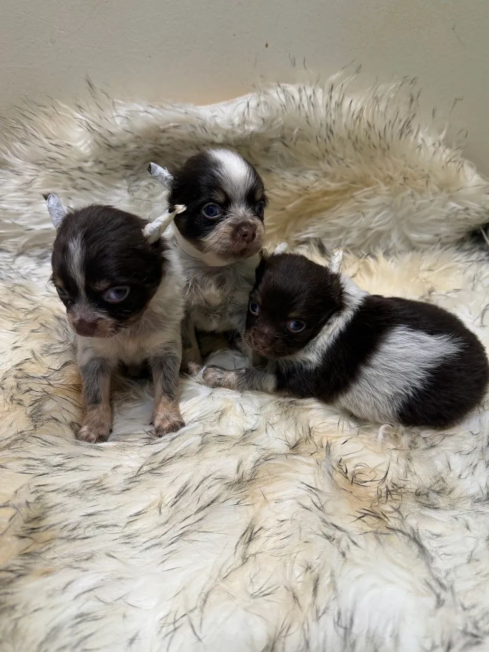 Chihuahua Micro - Foto 2