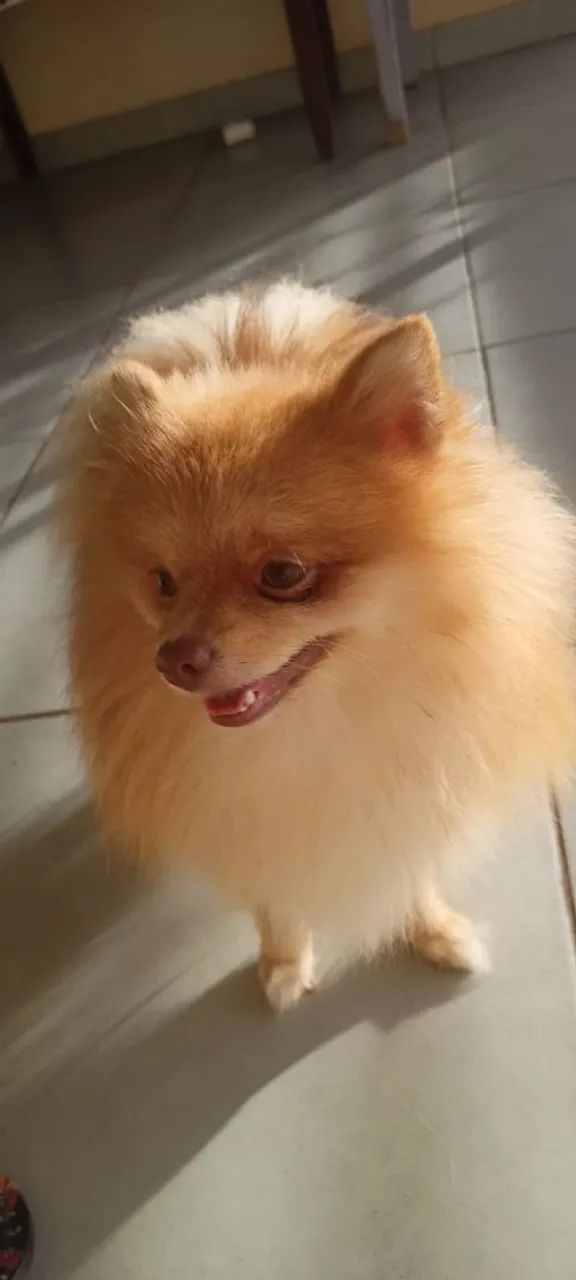 Procuro namorada pro meu Lulu da Pomerania  - Foto 2
