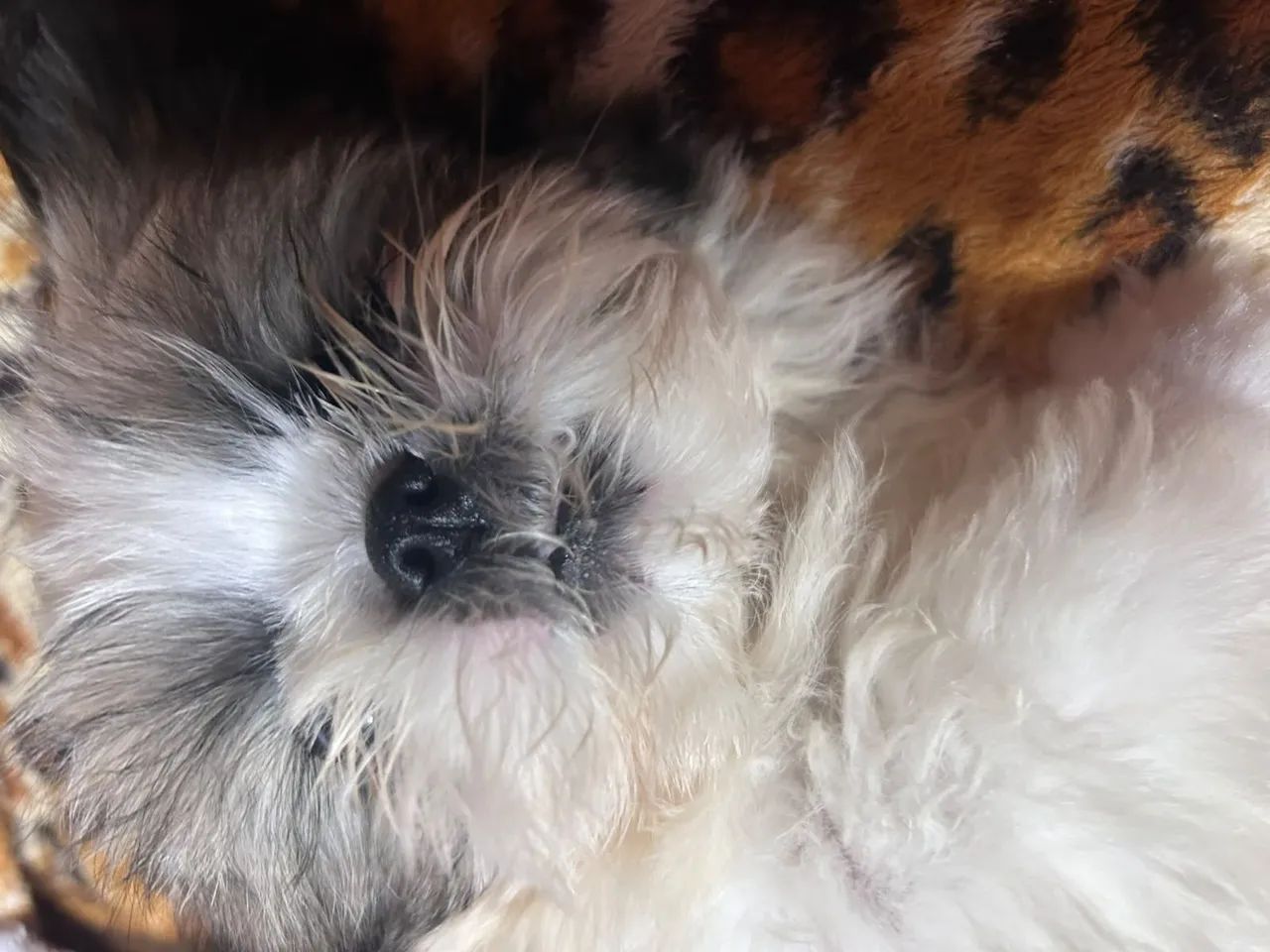 Shitzu mini - Foto 5