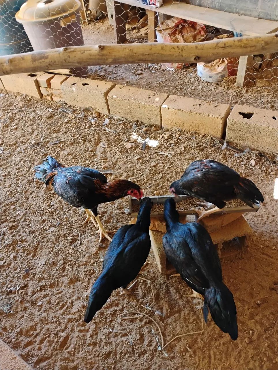 Frango e frango indio - Foto 2