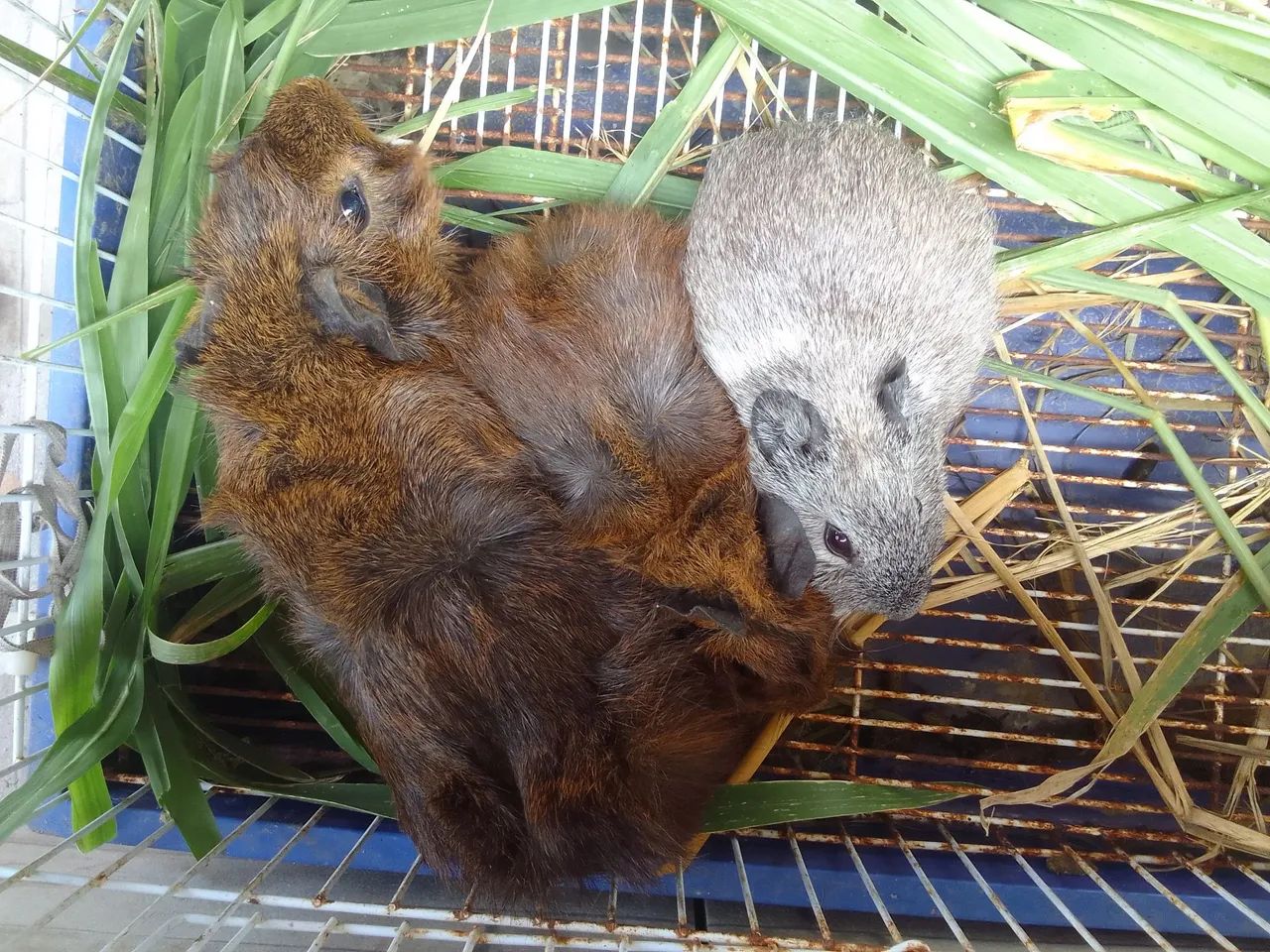 Promoção 3 por 100