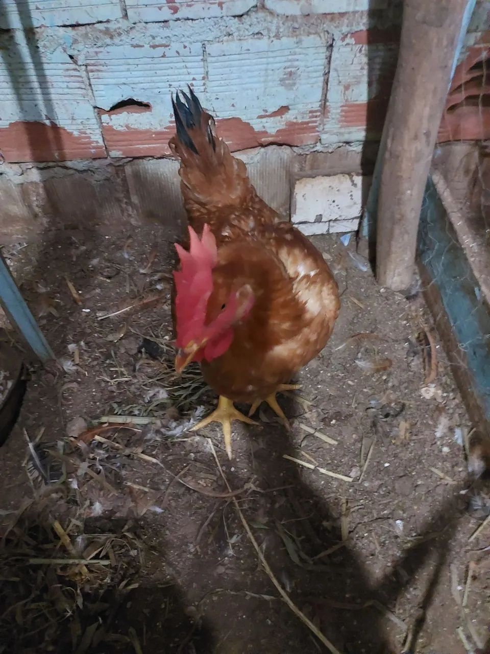 Frango  - Foto 4
