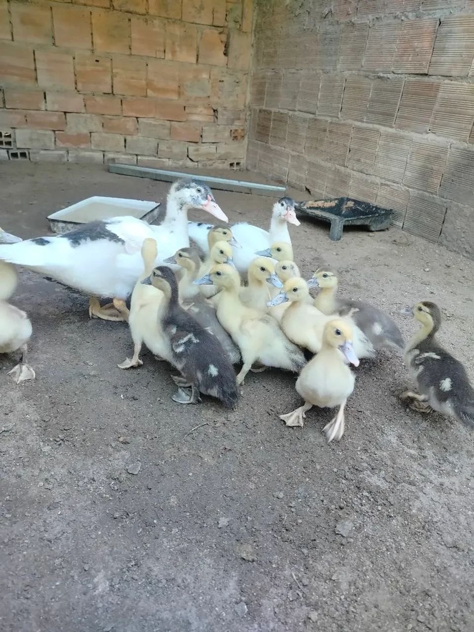Patos - Foto 3