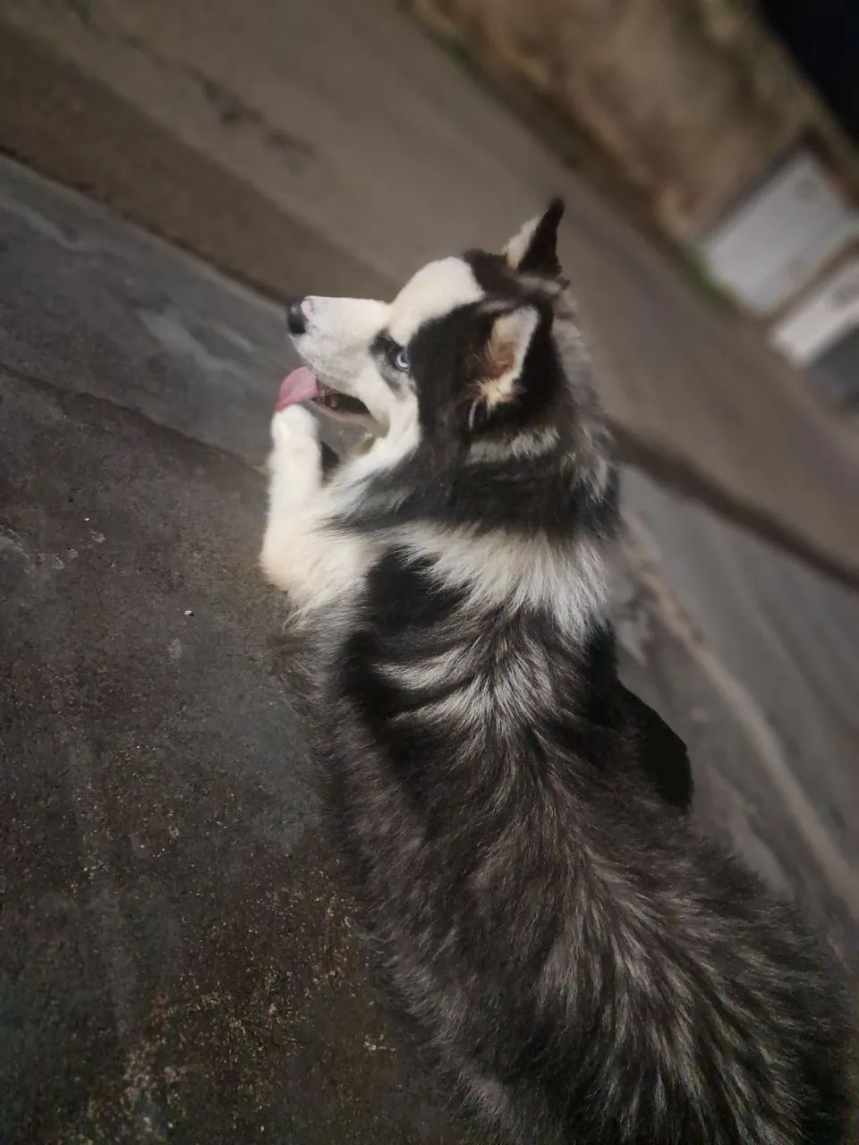 Vendo husky siberiano macho  - Foto 2