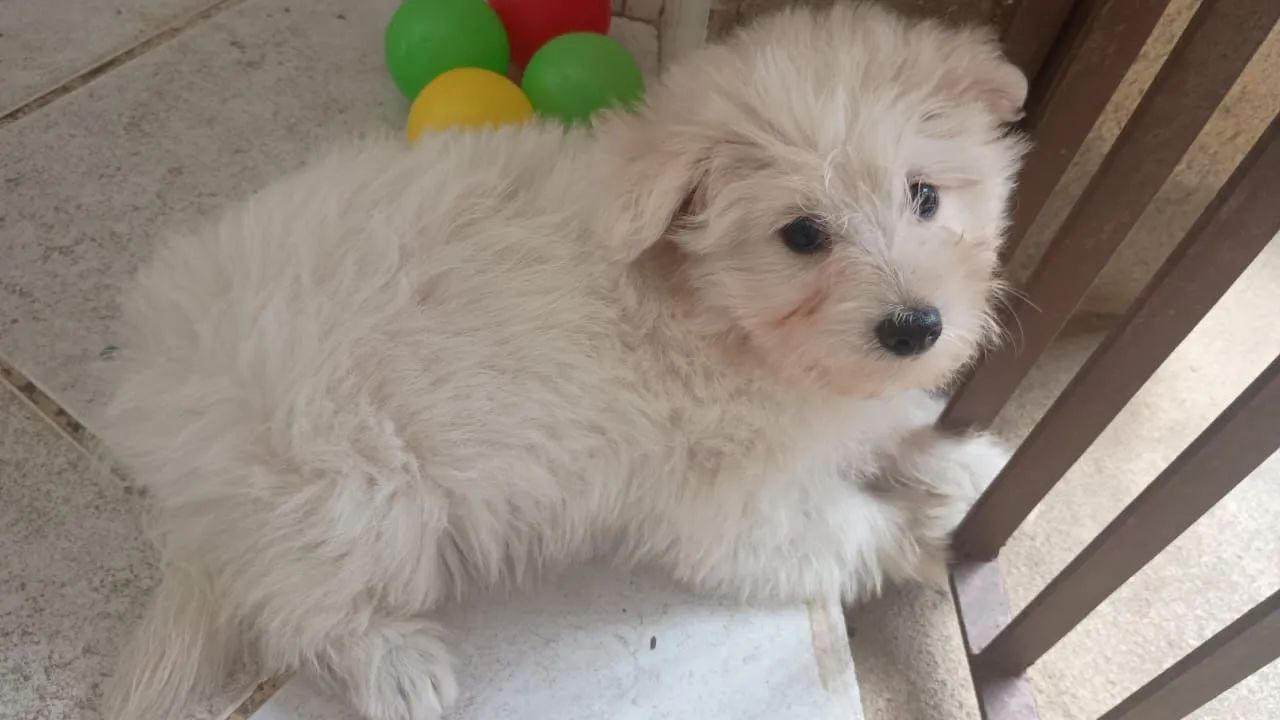 Maltês com Spitz - Foto 3