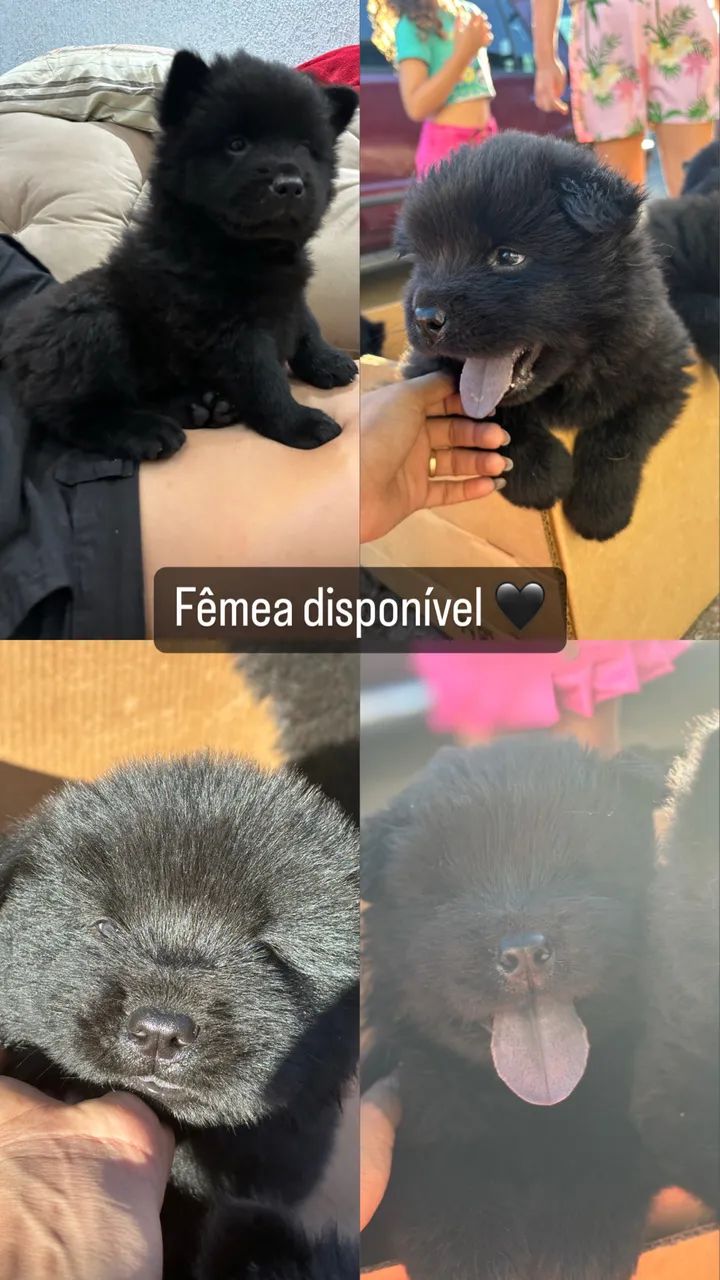 Cachorro - Foto 2