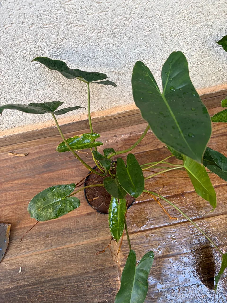 PHILODENDRON IMBE - Foto 4
