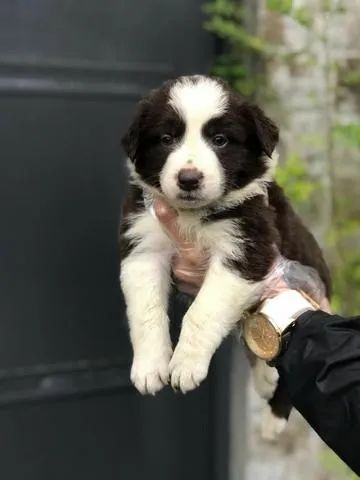 Border Collie - Aprende rápido e ama brincar