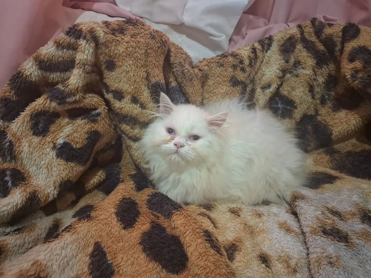 Filhote gato persa macho branco show