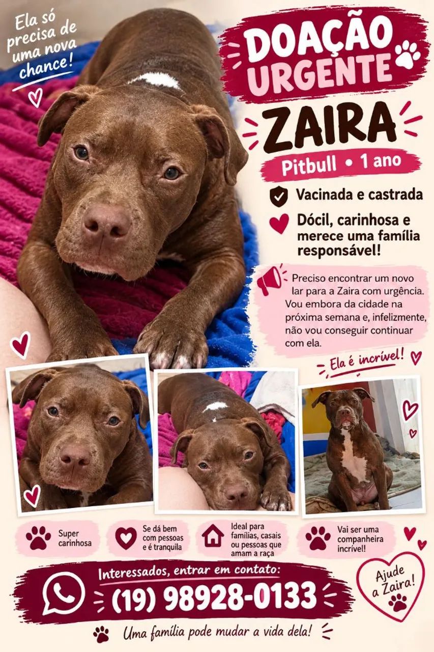 Adoção de Pitbull vacinada e castrada de 1 ano
