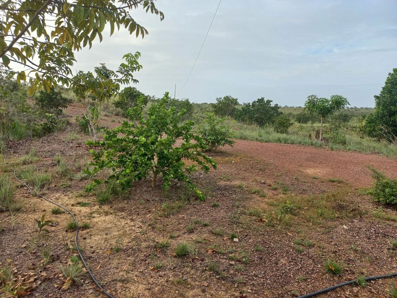 Foto - Macapá - Universidade