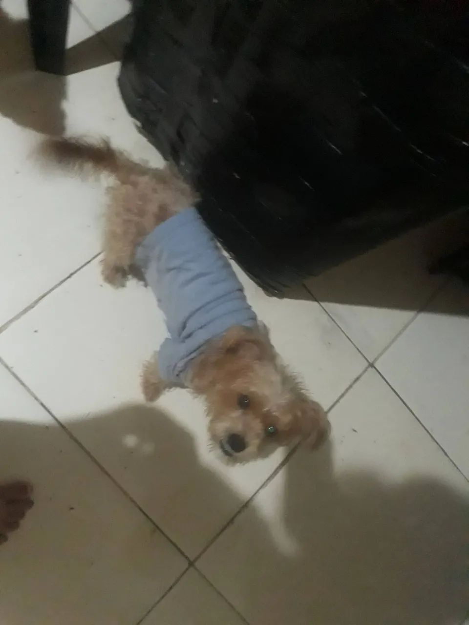 Linda pinscher ?