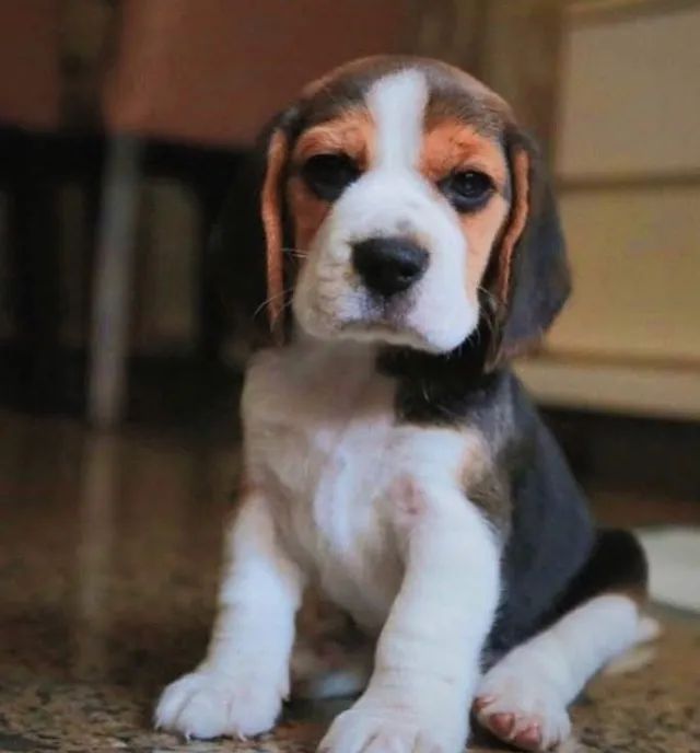 Beagle Um vínculo que une com simplicidade