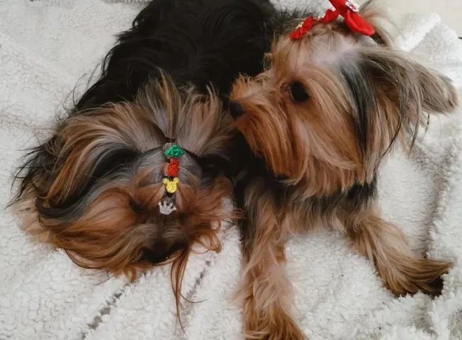 Animais - Foto 2