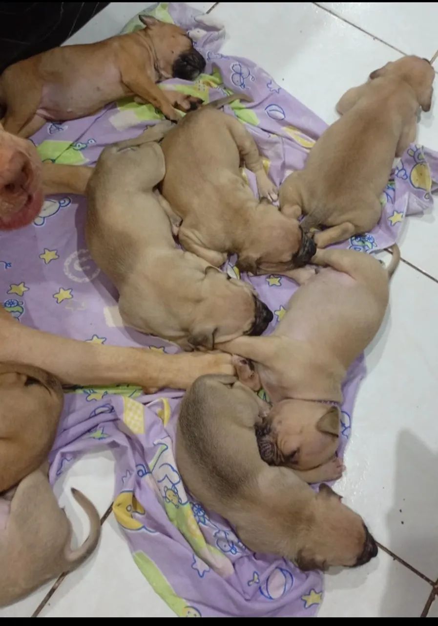 Cachorros Pit Bull  - Foto 4