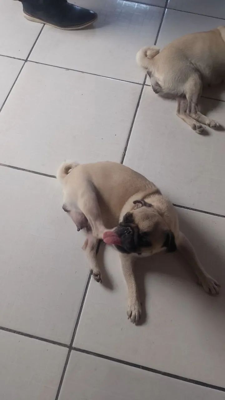 Vendo filhote pug. - Foto 2