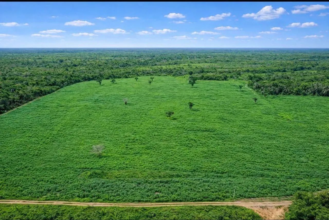 Fazenda na Vicinal 1 do Apiaú Mucajaí - Foto 3