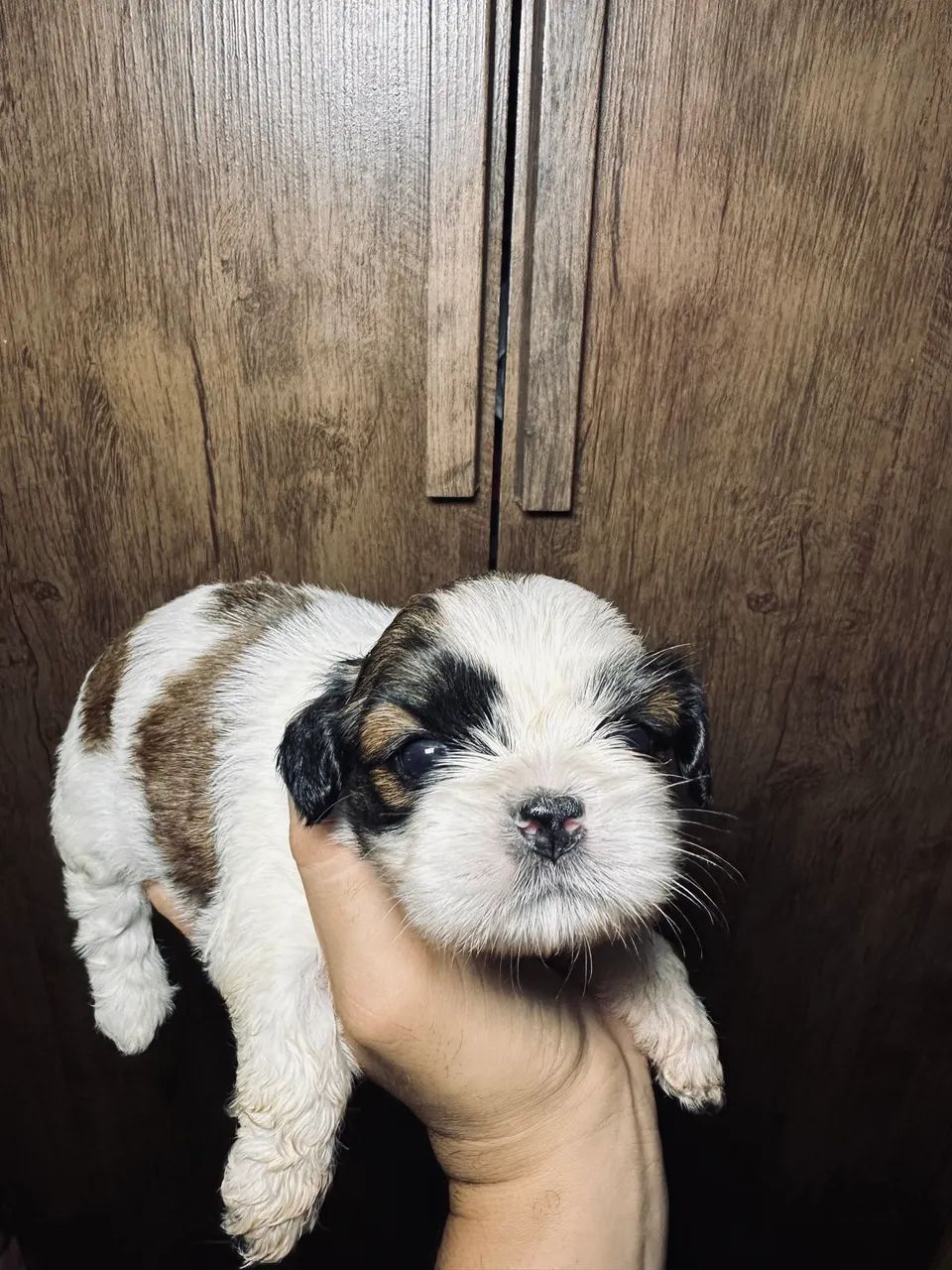 Cachorro  - Foto 4