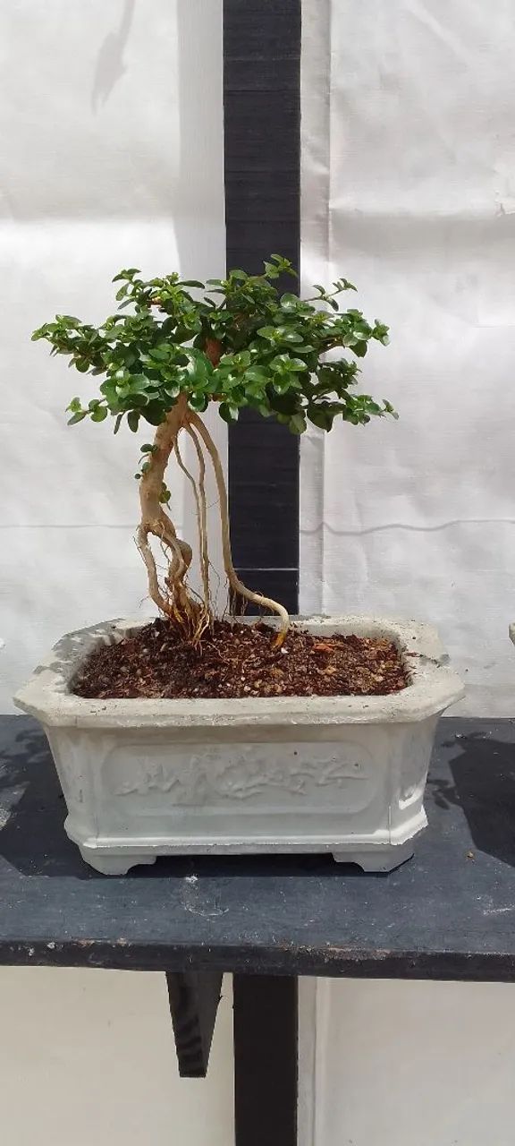 Bonsai - Foto 5