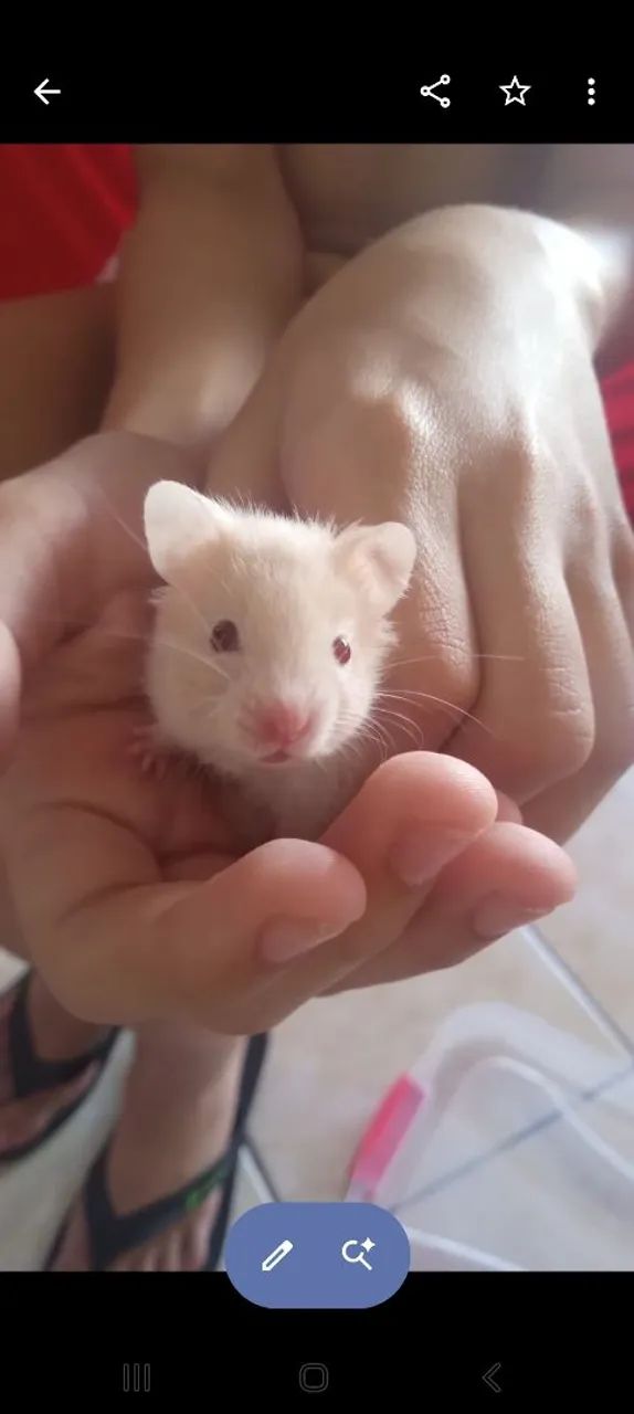 Hamster Sírios  - Foto 3
