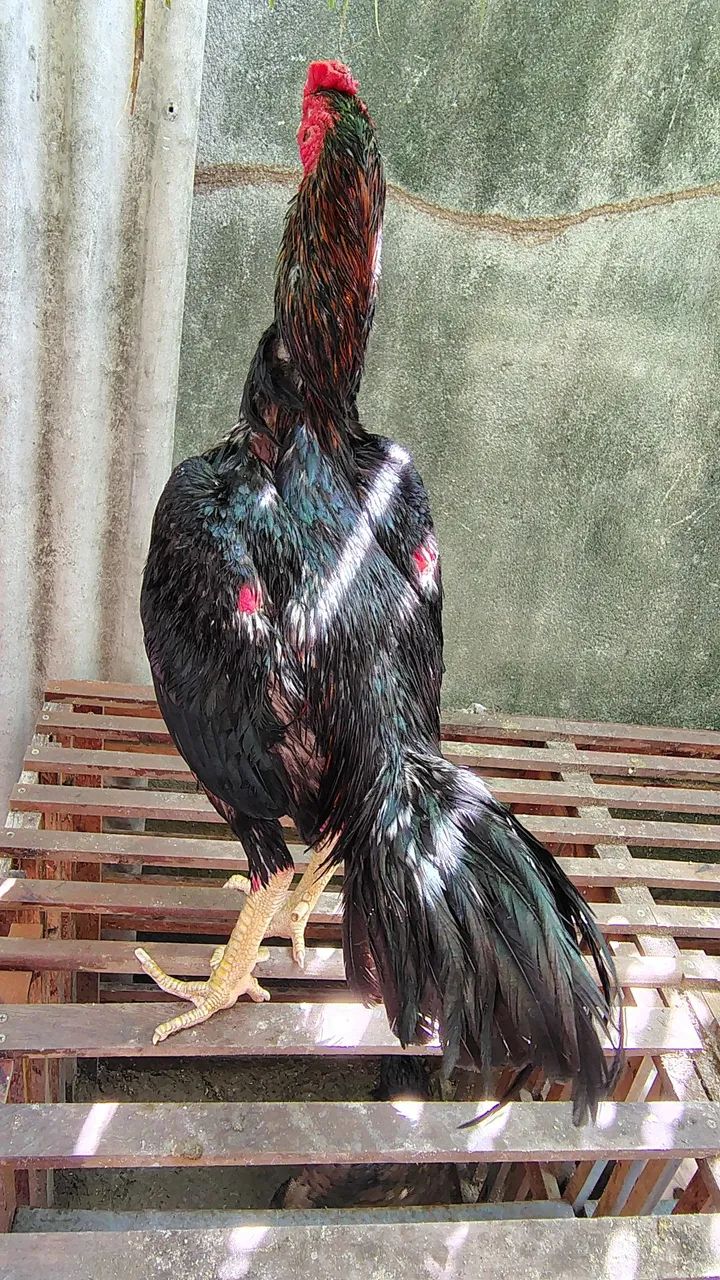 Galo preto da raça Mura 4,5 kg ideal para reprodutor salta filh brancos r$600 em até 3x - Foto 2