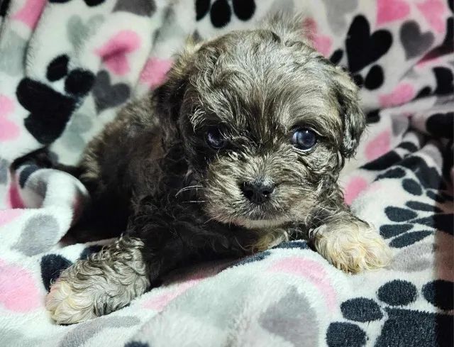 poodle x york lindos e peludos  - Foto 3