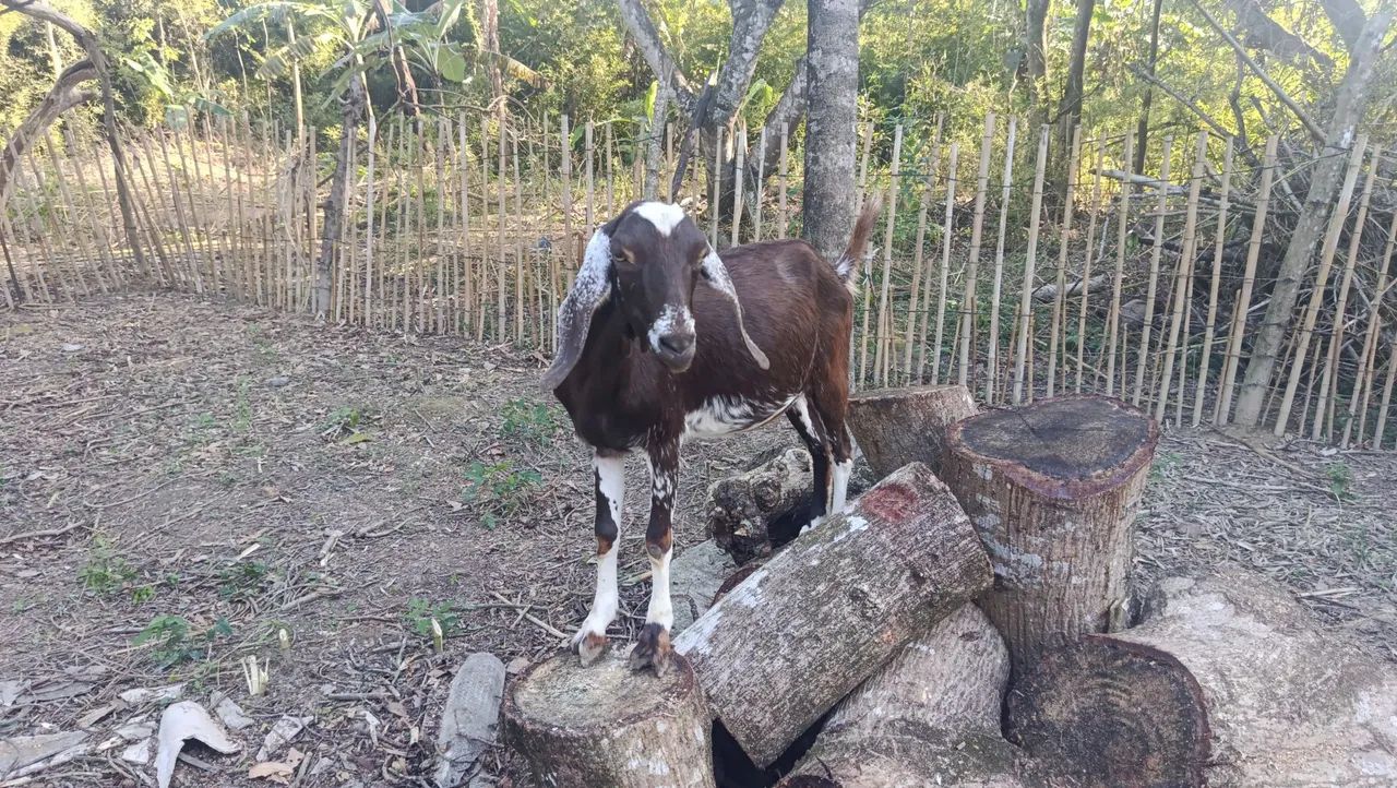 Vende-se uma cabrita  - Foto 4