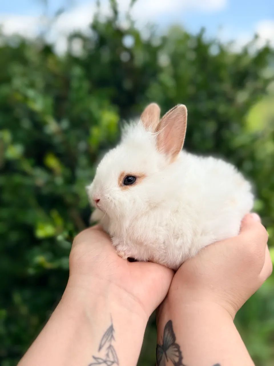 Vendo coelhos mini laion anão  - Foto 6