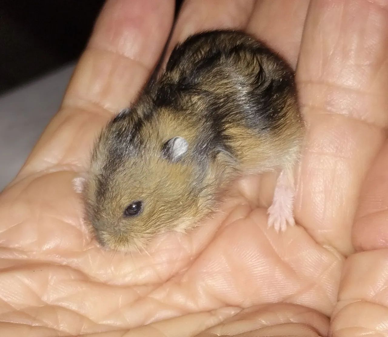 BBS..de HAMSTER ANÃO RUSSO..50$ - Foto 2