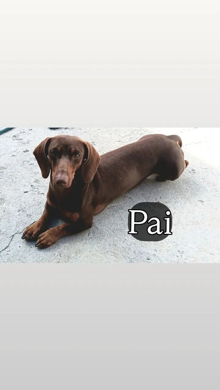 Salsicha (Dachshund) - Foto 5
