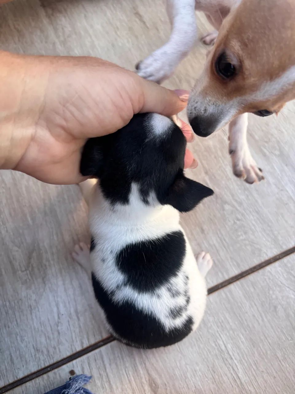 Pinscher fêmea  - Foto 4