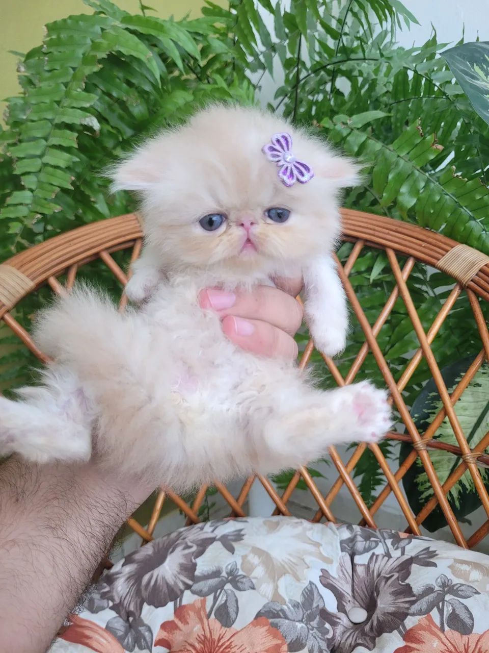 Gata Persa