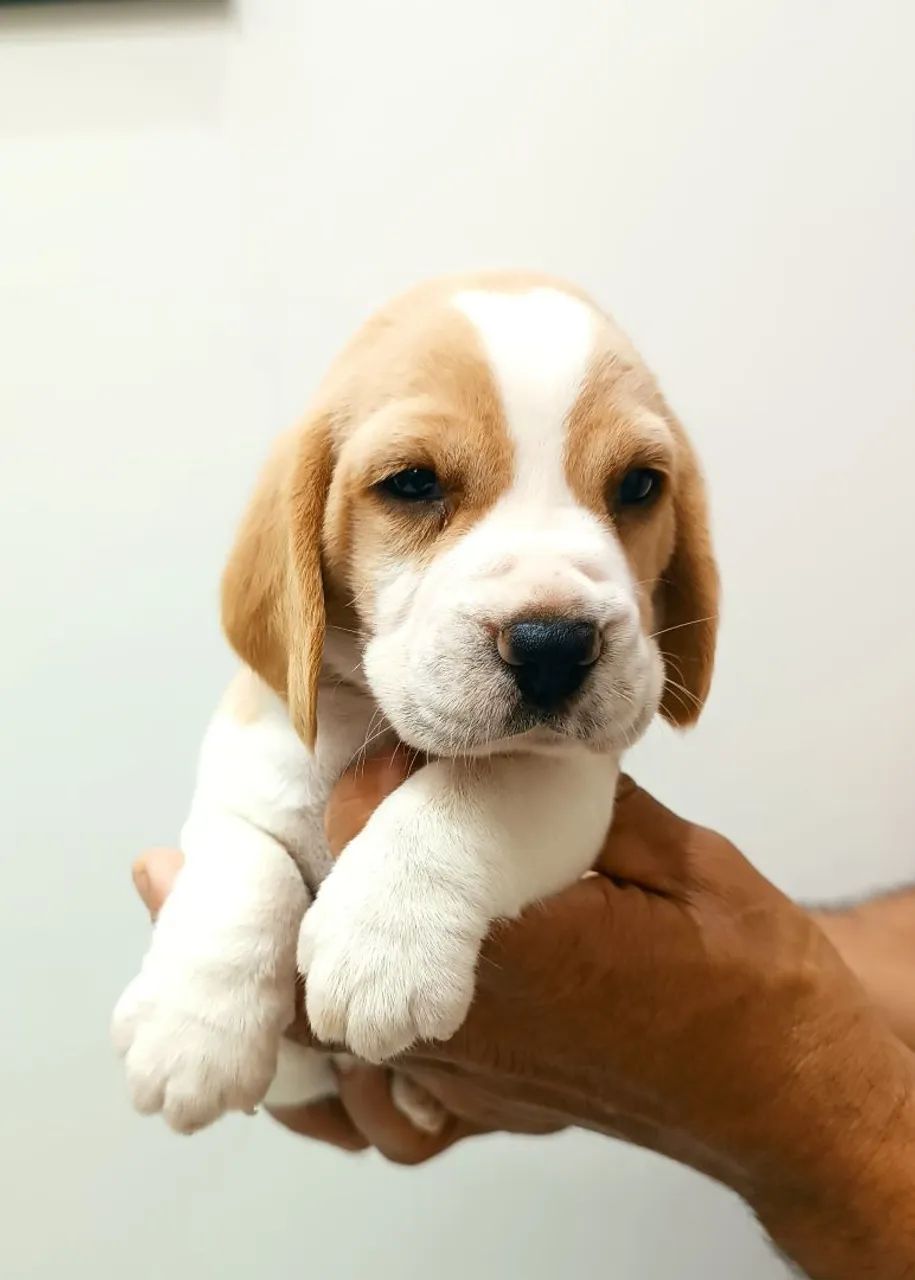 Filhotes de Beagle - Foto 2
