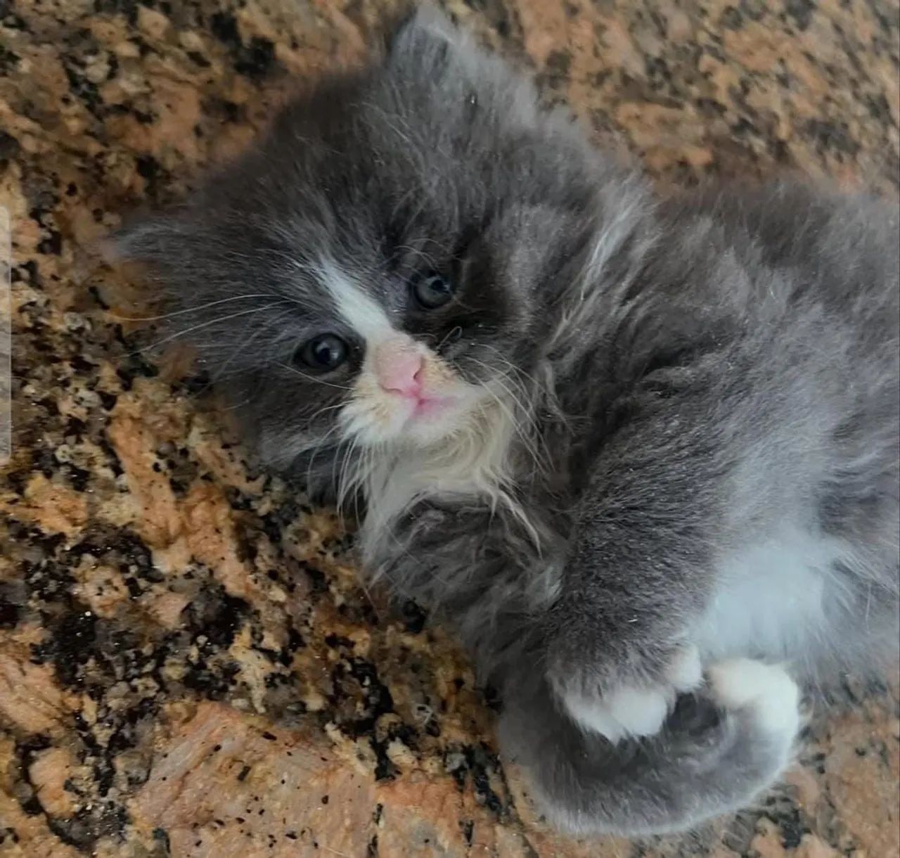 Vendo gato perça - Foto 3