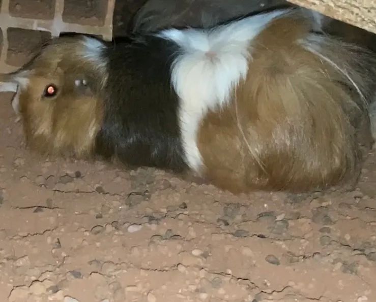 Porquinho da índia reprodutor