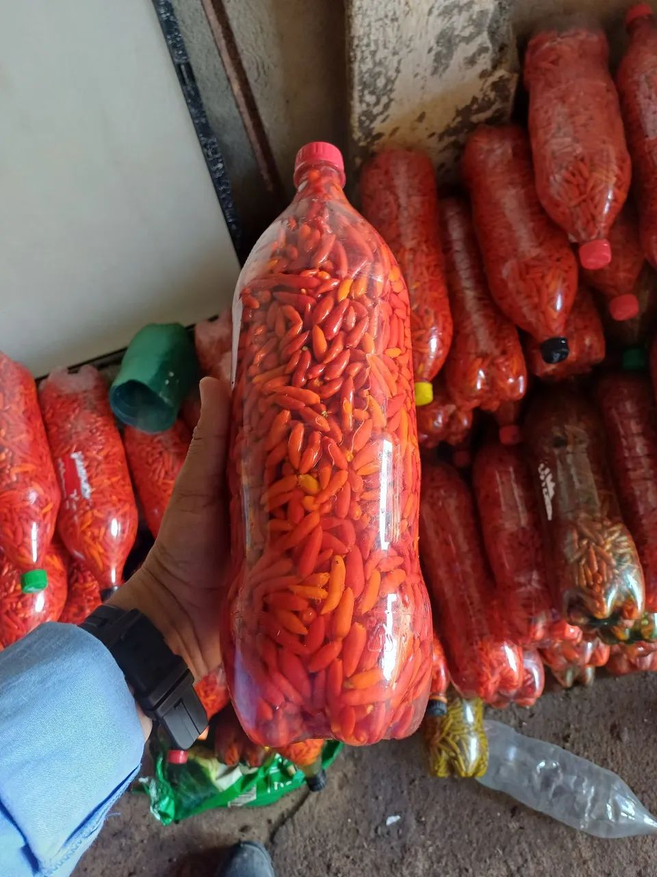 Pimenta malagueta - Foto 2