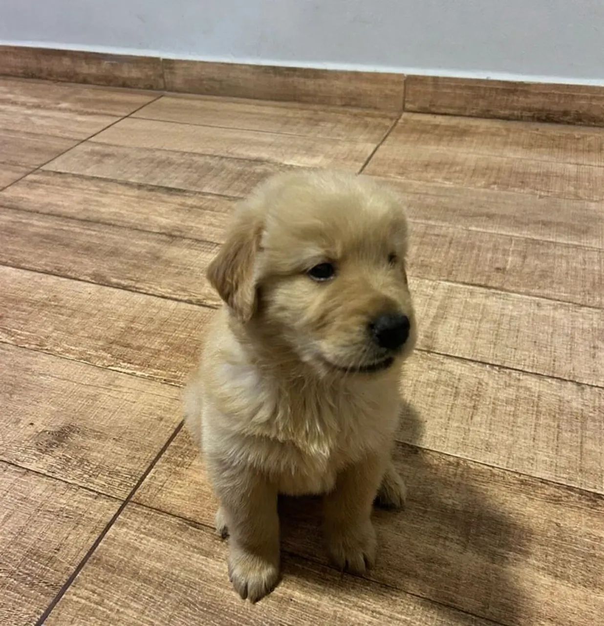 Golden Retriever/ Último macho da ninhada  - Foto 2