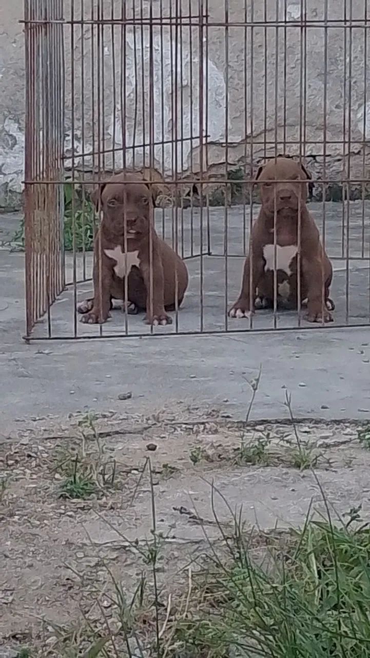 Pit Monster (brasilian Bull) - Foto 5