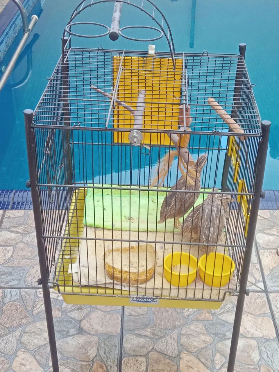 Gaiola  - Foto 2