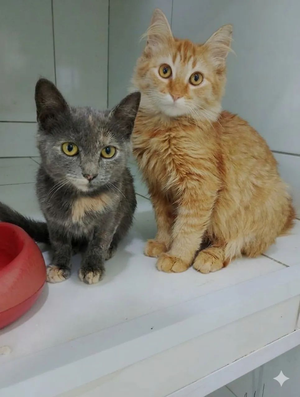 GATINHOS PARA ADOÇÃO RESPONSÁVEL  - Foto 3