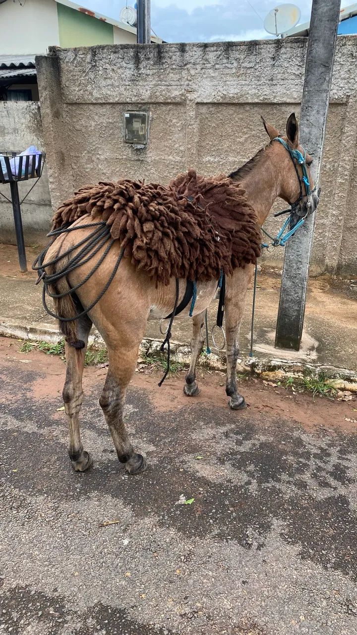Burro pronto! Mando de tudo! 