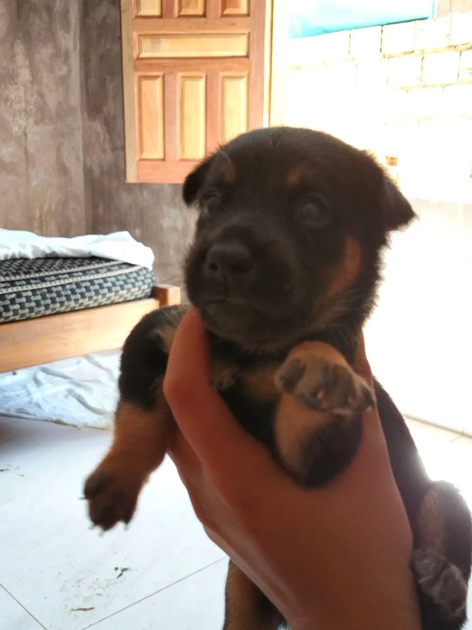 Filhotes disponíveis para adoção  - Foto 4