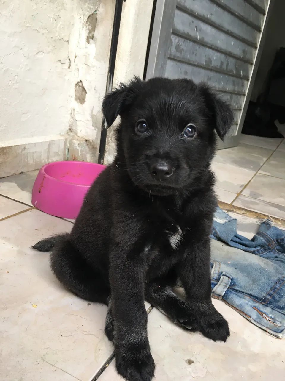 Filhotinho cheio de amor pra dar - Foto 6