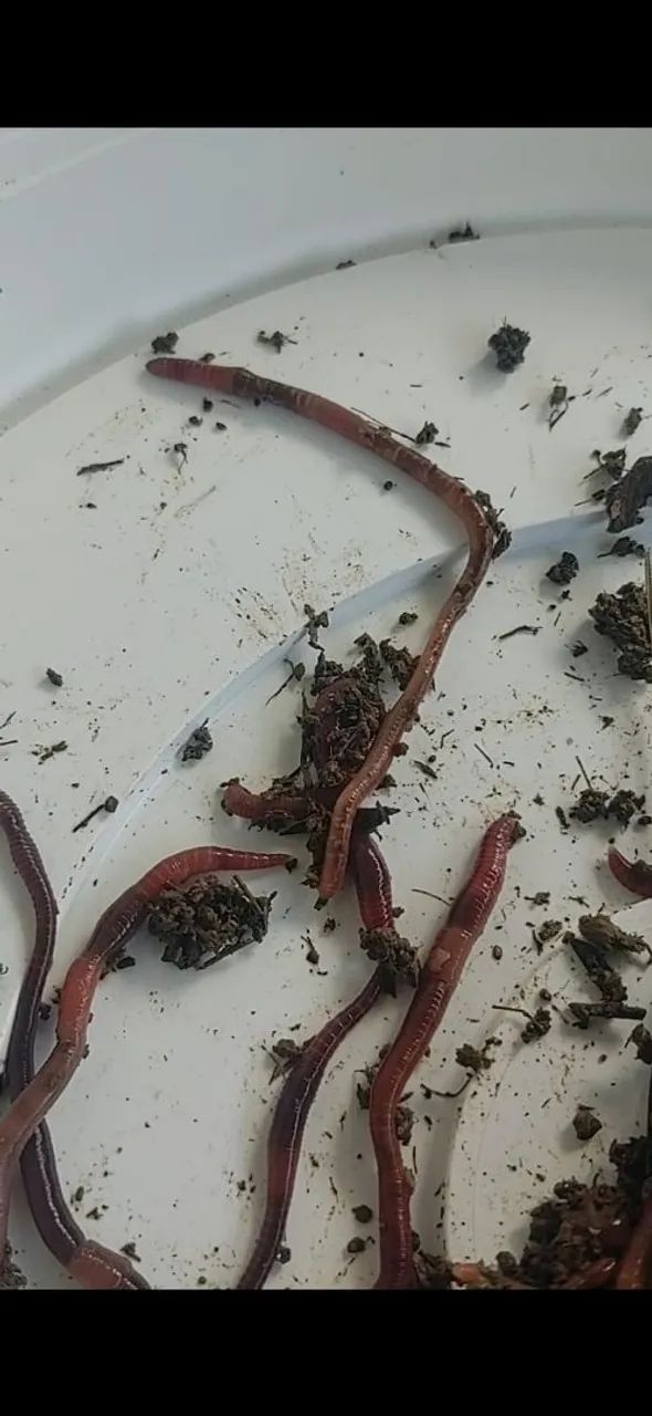 Vendo Minhocas Vermelhas Californianas  - Foto 3