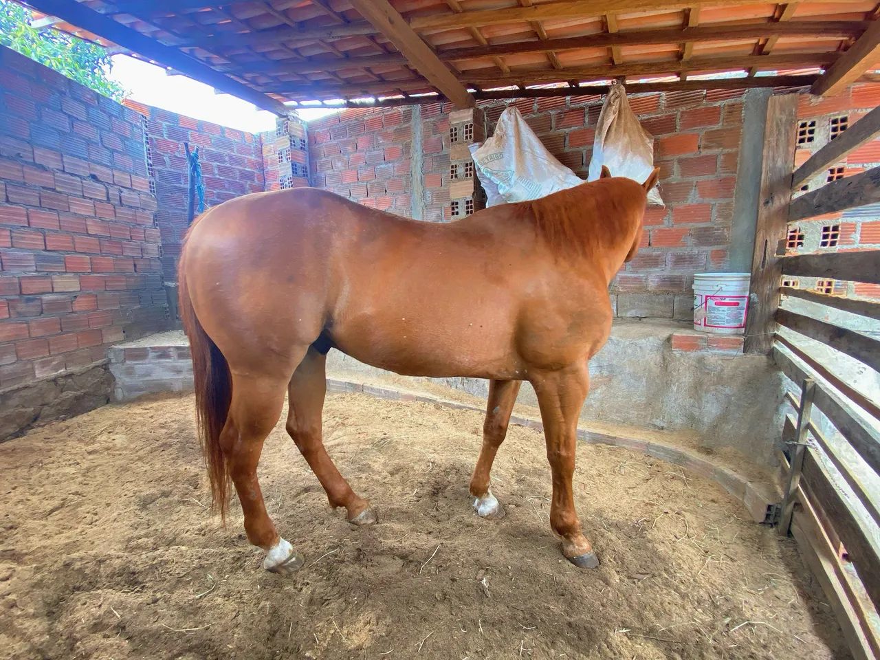Cavalo de vaquejada  - Foto 4