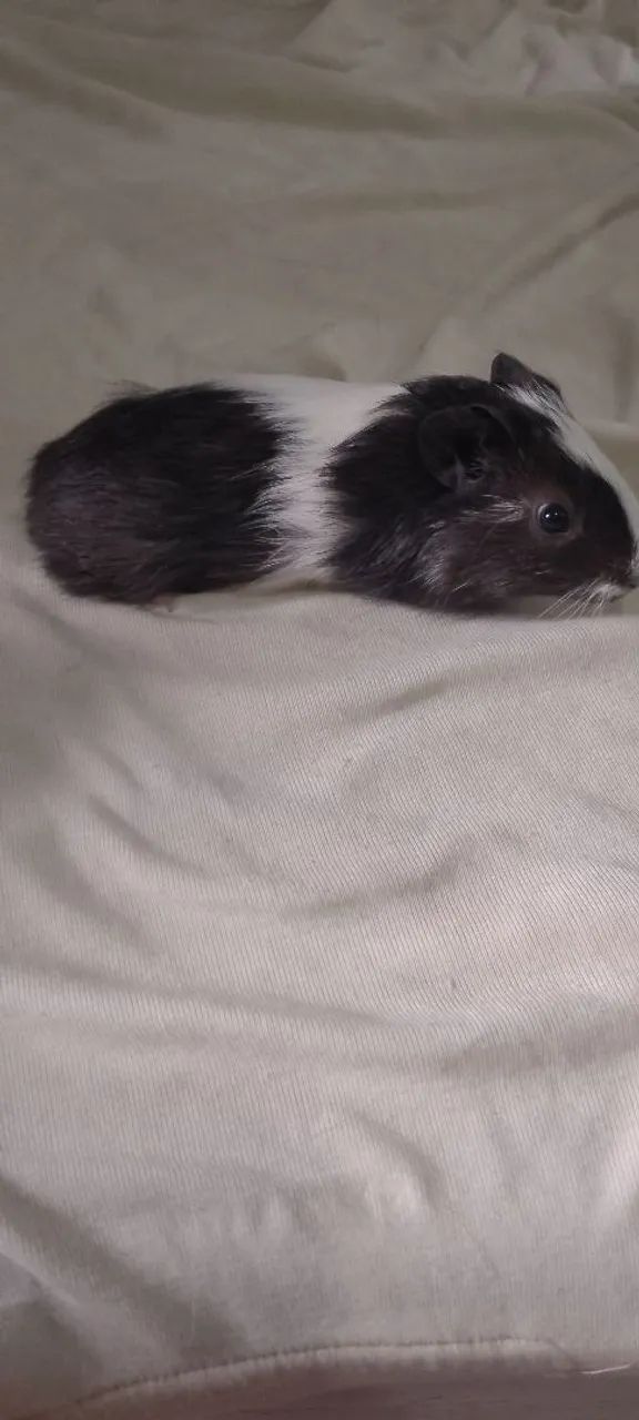 Porquinho da índia inglês macho  - Foto 2