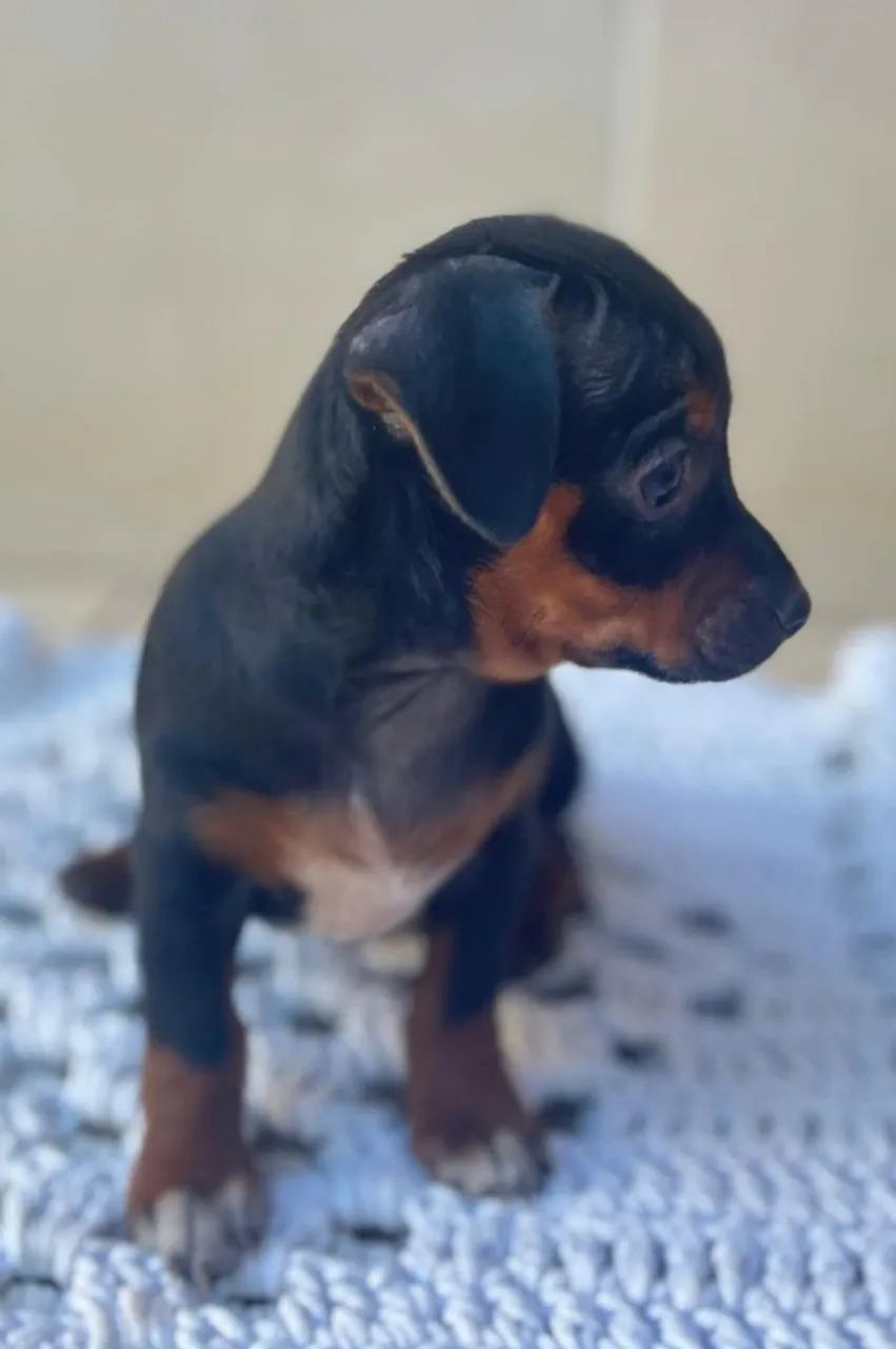 Cachorro Pinscher  número  1 - Foto 4