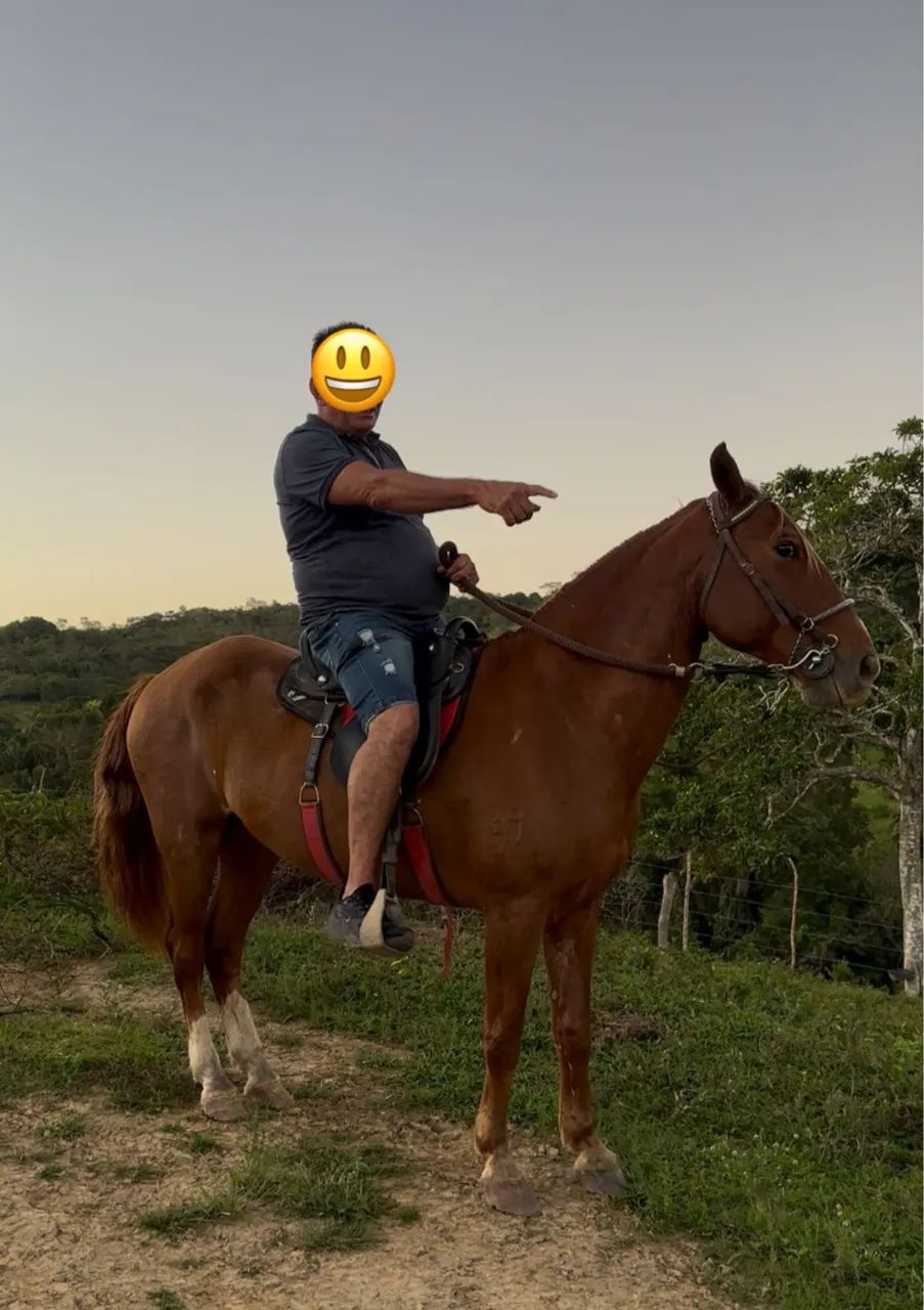 Cavalo marcha de centro Alazão excelente índole muito manso - Foto 5