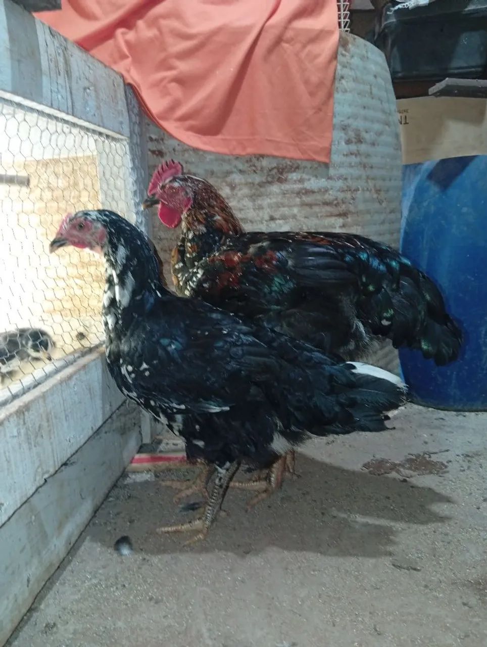 Casal de sertanejo balão  - Foto 4