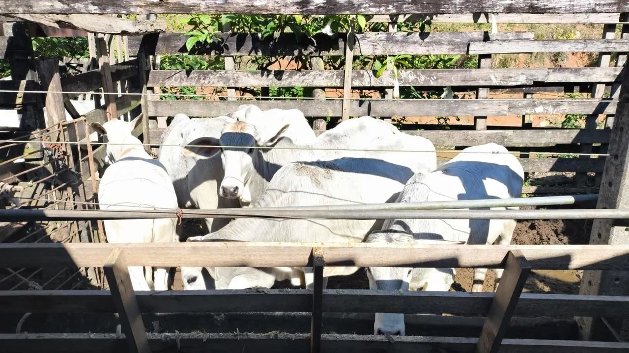 Bezerros e Novilhos